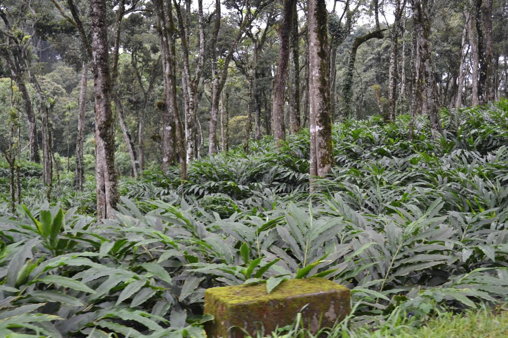 Ferndale Homestay Thekkady Exterior photo